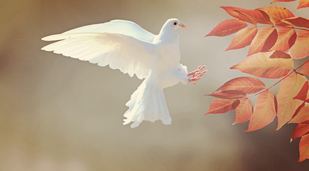 christmas background, dove, bird, flight, wings, white bird, flying dove, feathers, plumage, nature, ave, avian, ornithology, birdwatching, animal world, animal, flying, leaves, approach, autumn